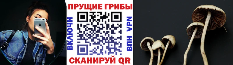 сколько стоит Спас-Деменск Псилоцибиновые грибы Magic Shrooms